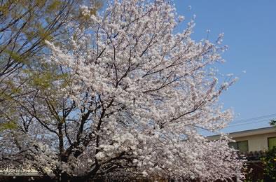 一時預かり保育